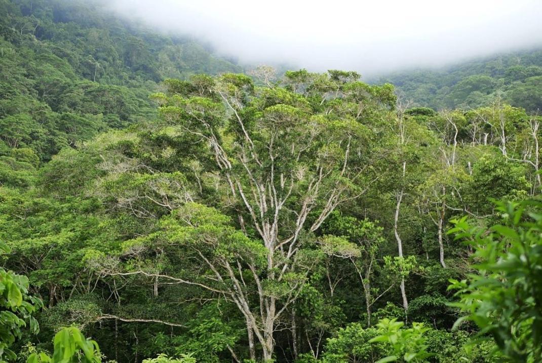 Taorayina Nature Lodge- Immersed In The Forest El Zaino Bagian luar foto