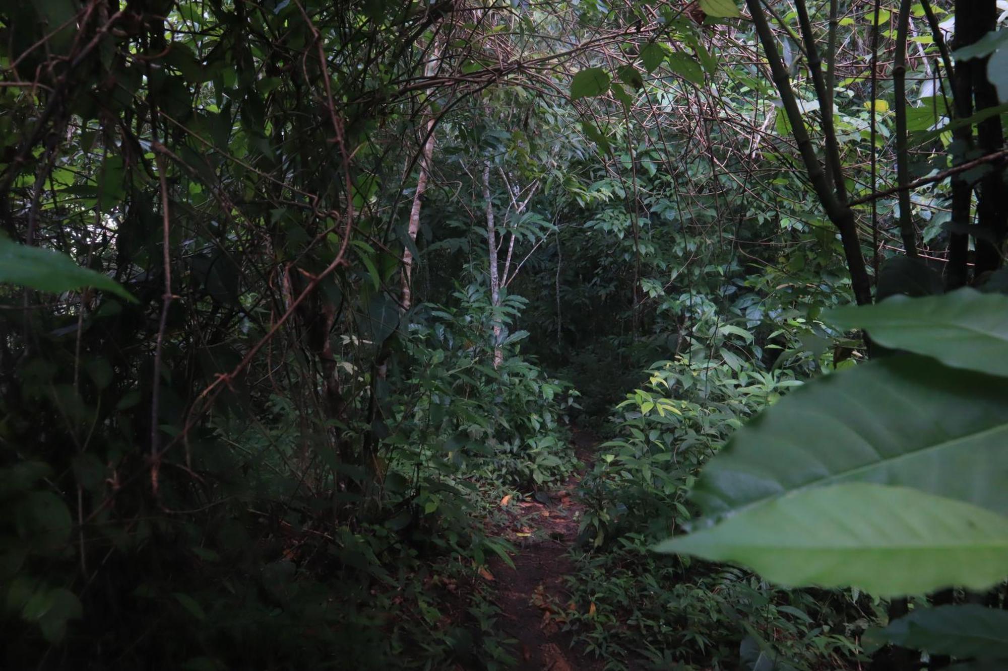 Taorayina Nature Lodge- Immersed In The Forest El Zaino Bagian luar foto